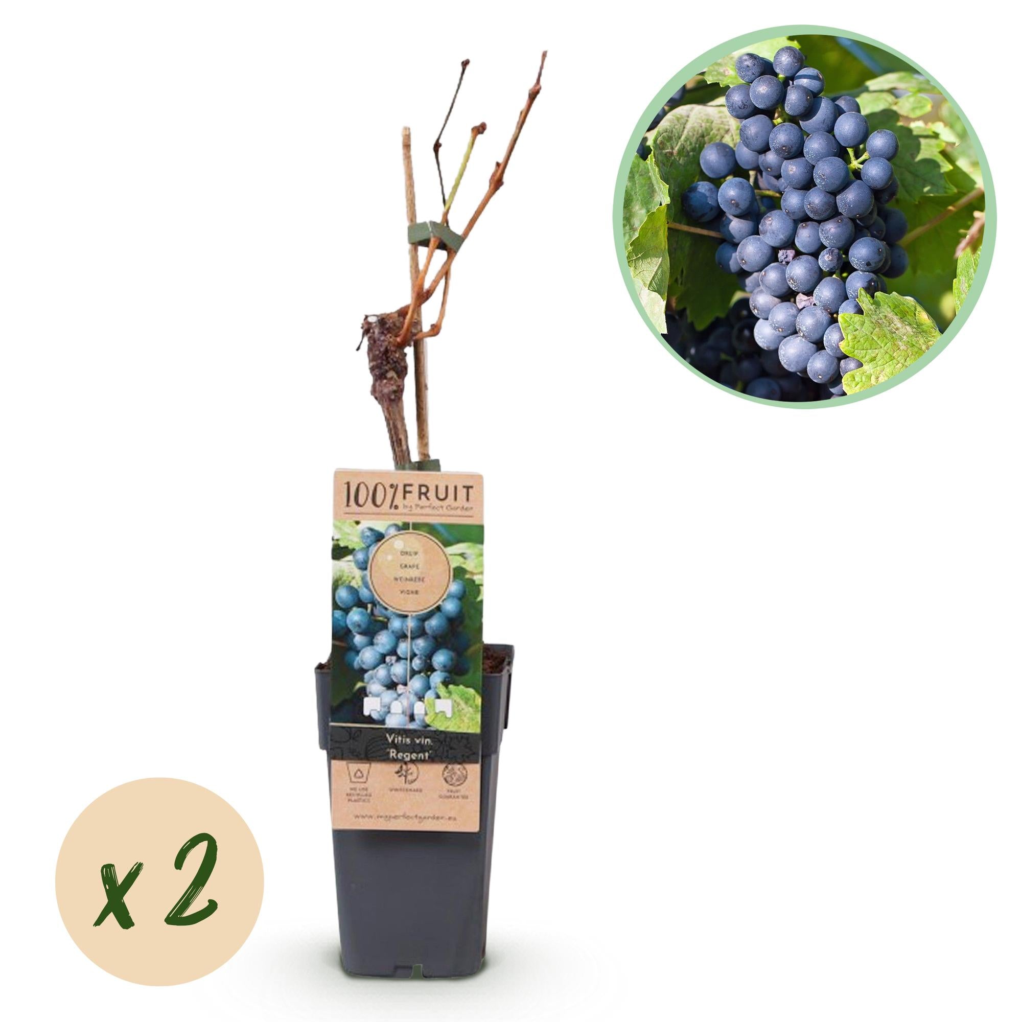 Blauwe Druif - Vitis vinifera Regent - 2 planten - Pot 15cm Hoogte 50cm