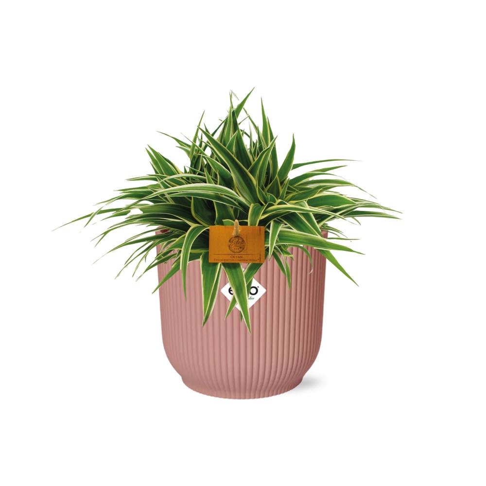 Chlorophytum Ocean 15 cm en ELHO Vibes Fold 16 cm rond rose délicat