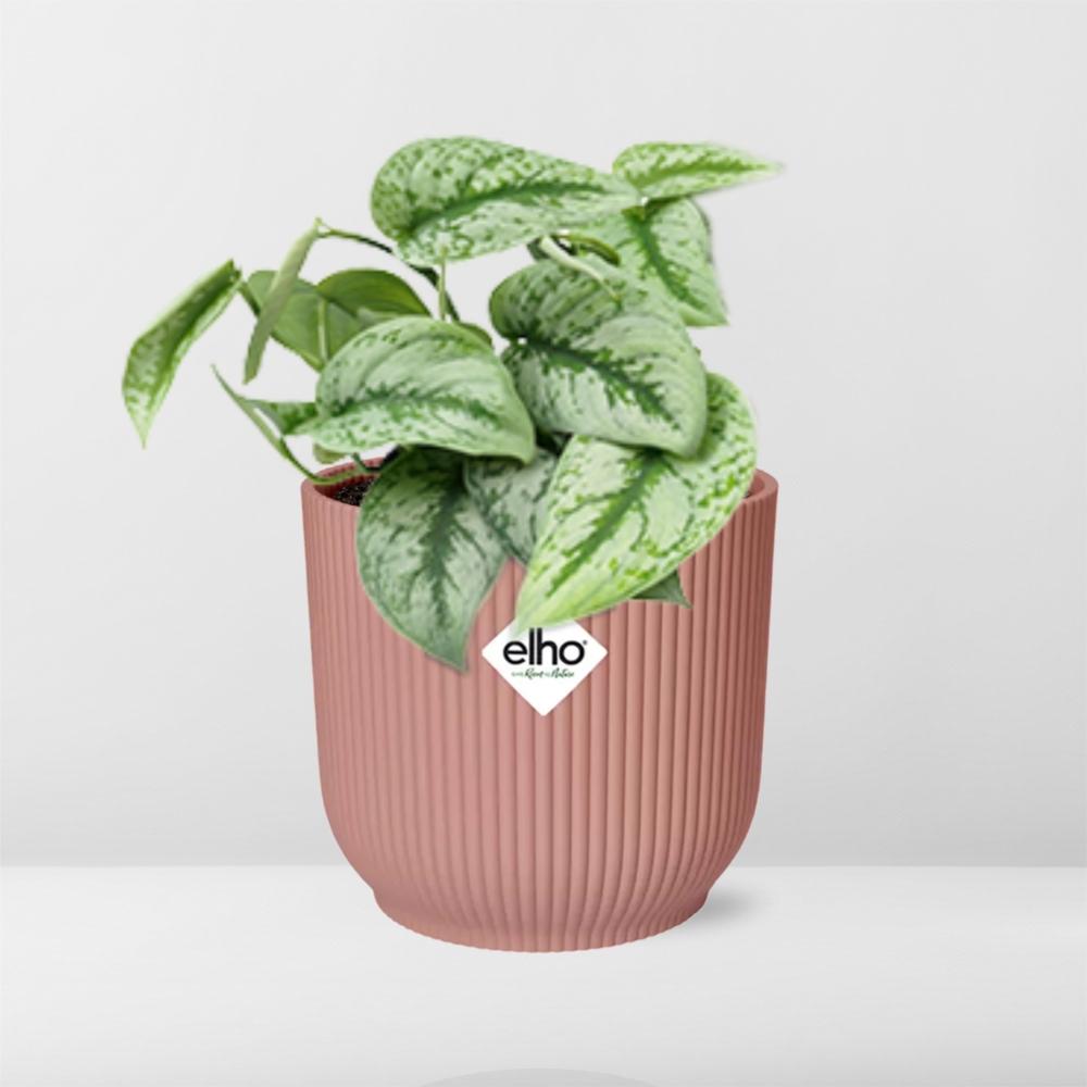 Scindapsus Pictus 'Trebie' in ELHO Vibes Fold 14 cm rosa