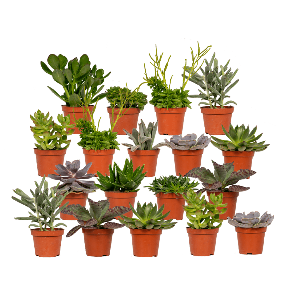 Everspring - Succulent Mix - 10 cm - Ø8.5 - 18