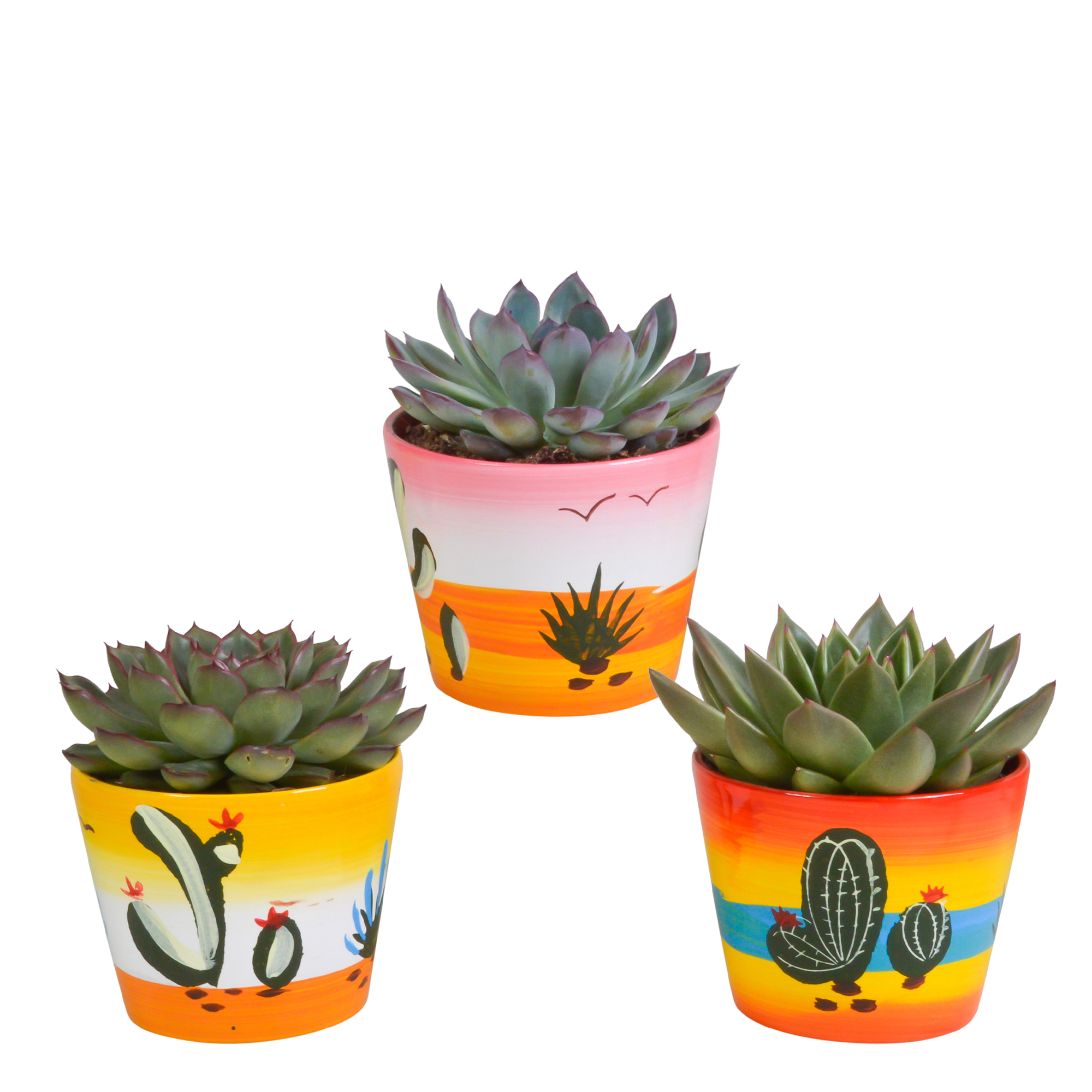 Mix di Echeveria 8,5 cm - 3x - in vaso messicano