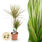 Dracaena Marginata Bicolor - Drakenbloedboom - Weinig onderhoud - Groen - 2 Planten - Pot 17cm - Hoogte 70-75cm