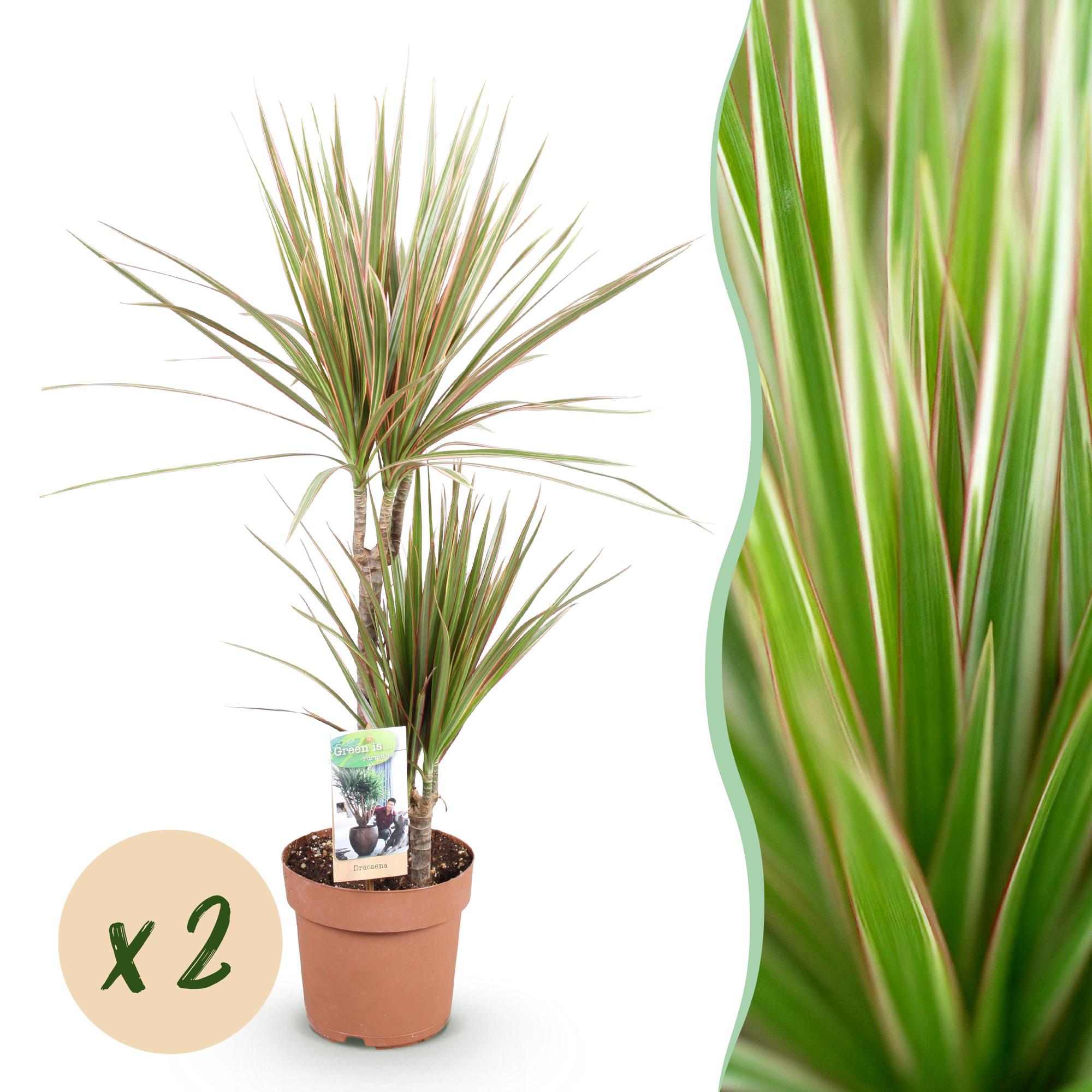 Dracaena Marginata Bicolor - Drakenbloedboom - Weinig onderhoud - Groen - 2 Planten - Pot 17cm - Hoogte 70-75cm