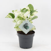 Epipremnum Manjula - Manjula pothos - Groen - Wit - Tropisch - Ø12cm - ↕25cm