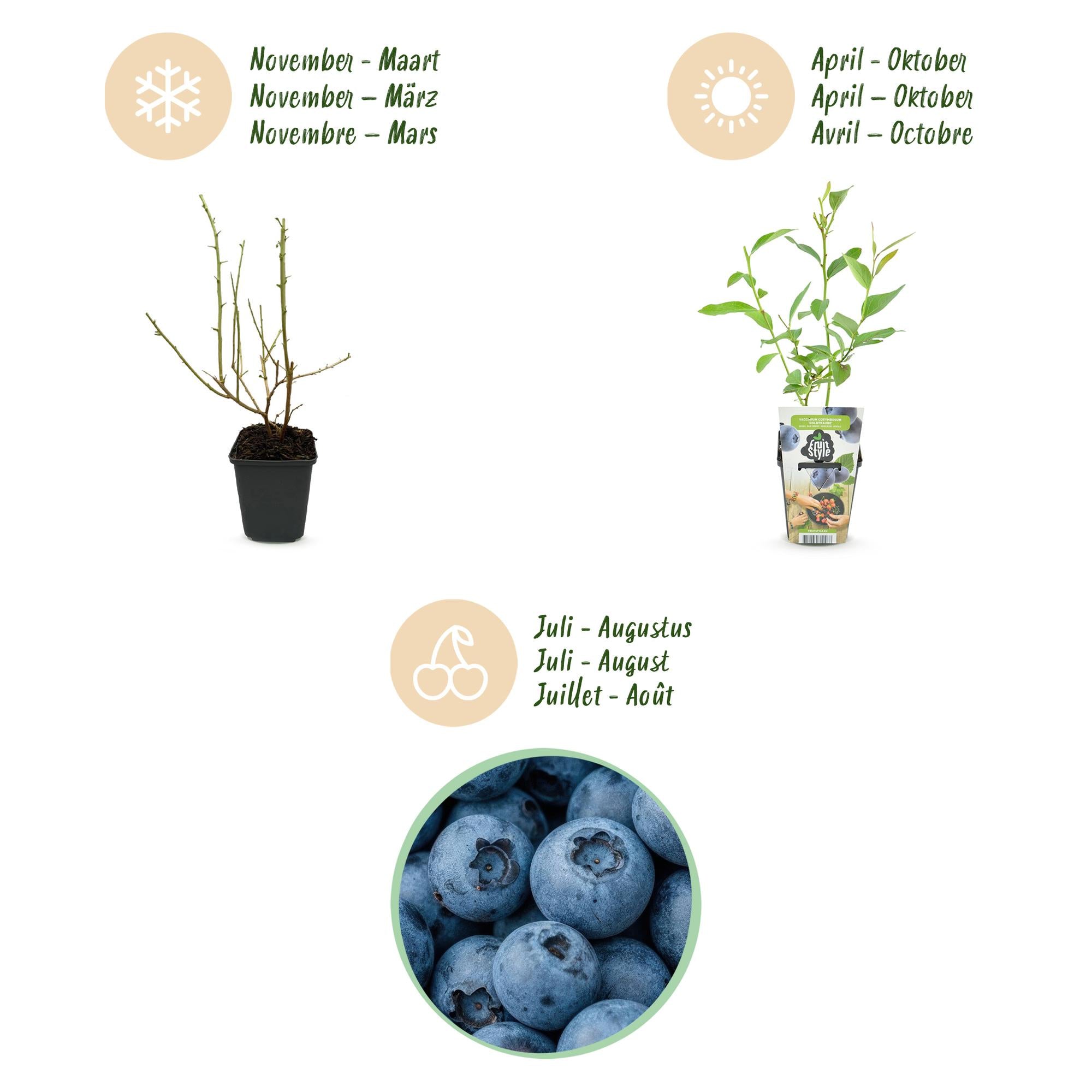 Blauwe Bes - Vaccinium corymbossum Goldtraube - Winterhard - 6 Planten - Pot 9 cm - Blauwe Bes