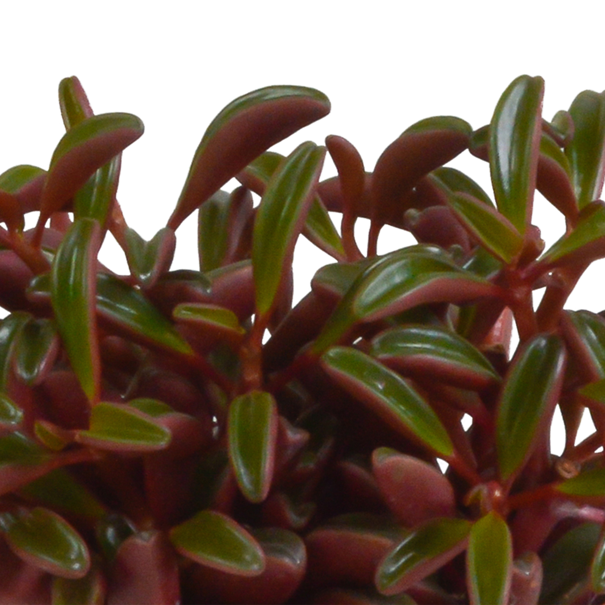 Peperomia graveolens - in terracotta pot