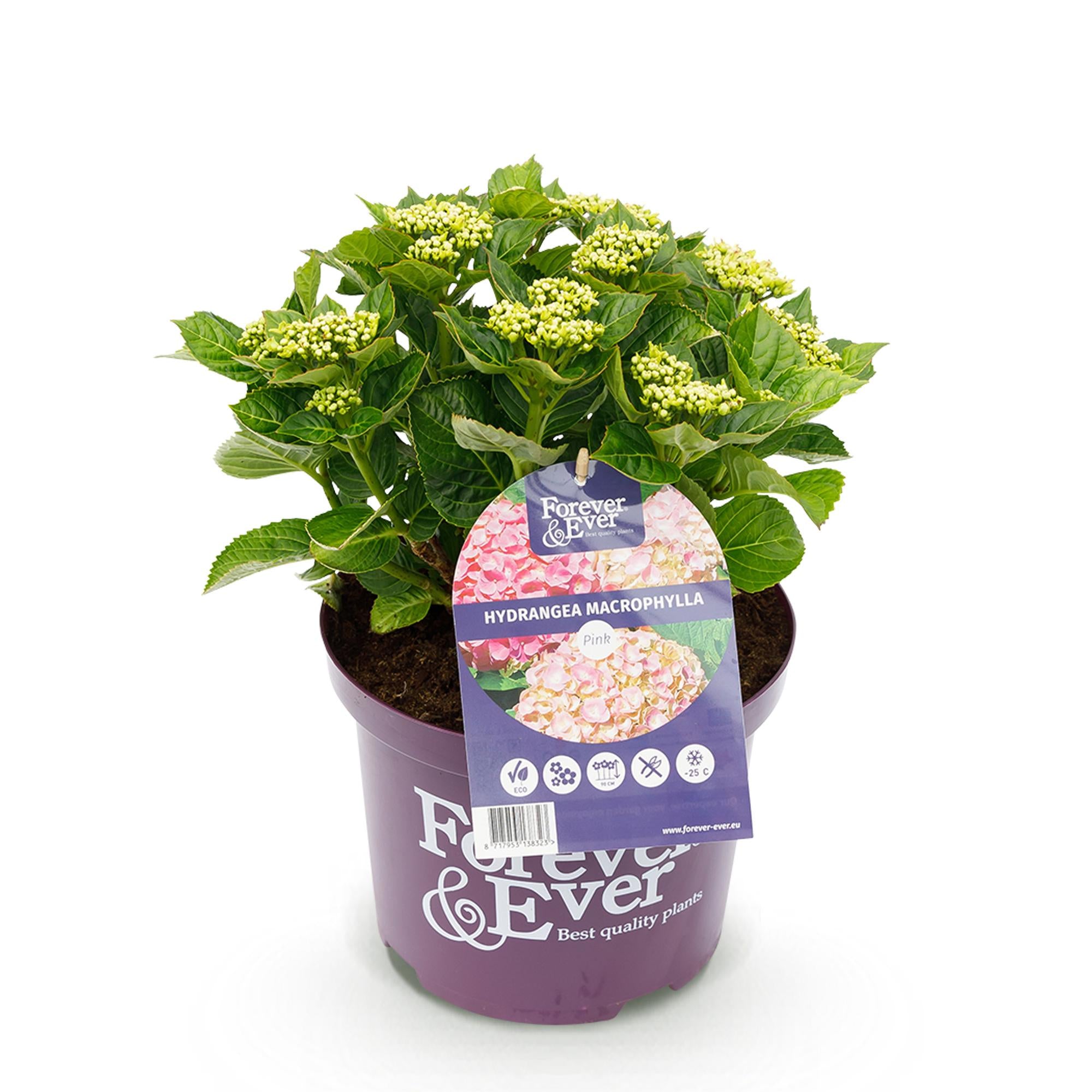 Hortensia - Hydrangea Forever & Ever - Roze - 7-12 Bloemen - Pot 23cm Hoogte 55cm