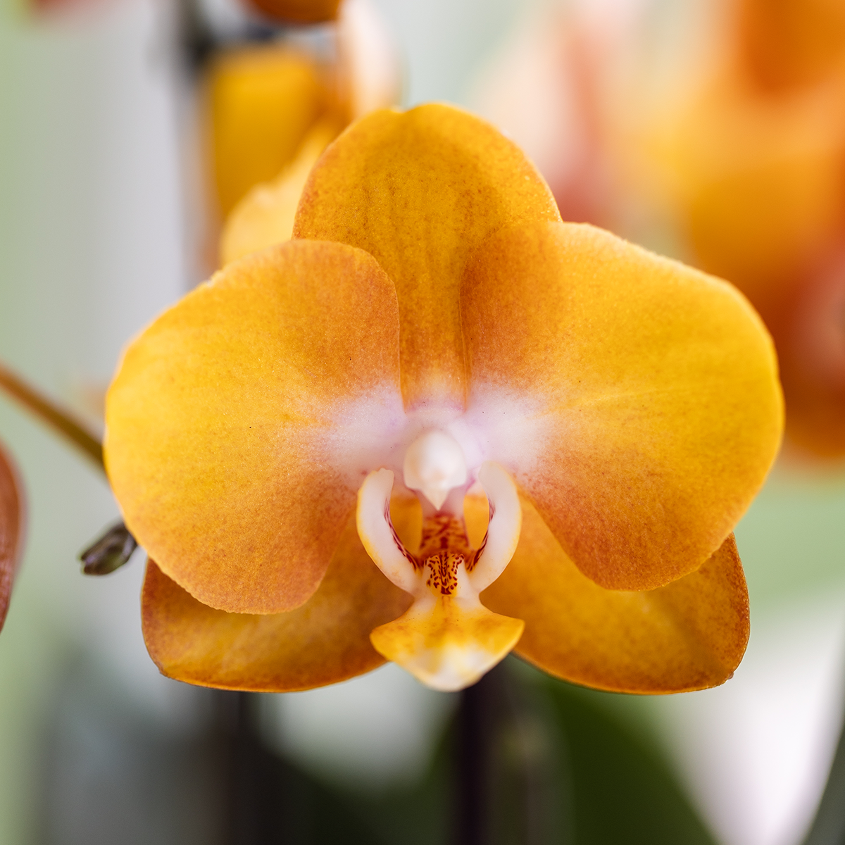 Kolibri Orchids | Bouquet Orange Mono Jewel Las Vegas dans un plat Oyster