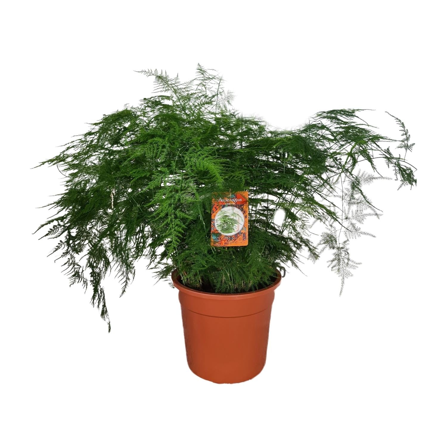 Asparagi Setaceus - Ø27cm - ↕70cm