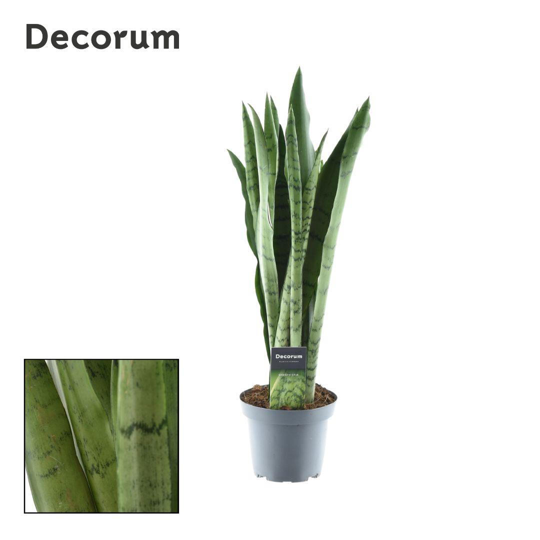 Sansevieria Menta verde - Ø14cm - ↕55cm