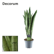 Sansevieria Menta verde - Ø14cm - ↕55cm