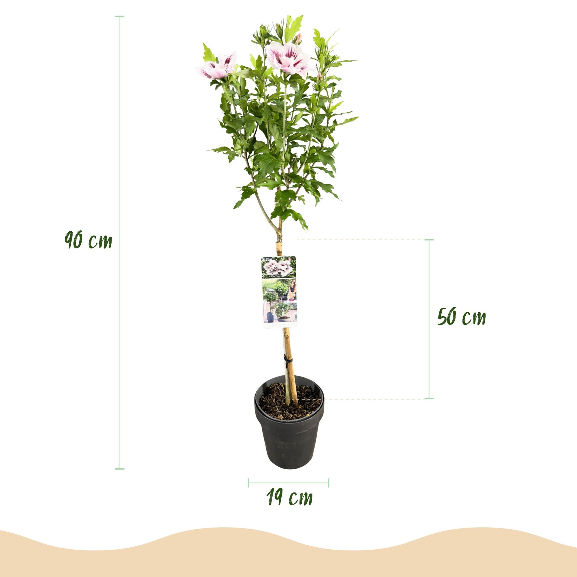 GreenboutiQ – Plante sur Tige – Hibiscus syriacus Starburst Chiffon® – Plante de Terrasse – Feuilles Caduques – Resistent im Winter – Fleur Blanc-Rose – Topf 19 cm oder 90 cm