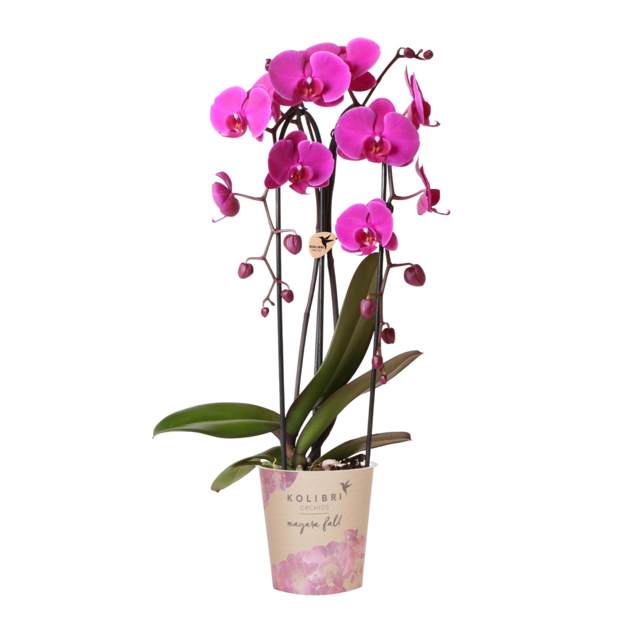 Kolibri Orchideen | Lila Phalaenopsis-Orchidee, Topfgröße Ø 12 cm | Freeride | Blühende Zimmerpflanze – frisch vom Züchter