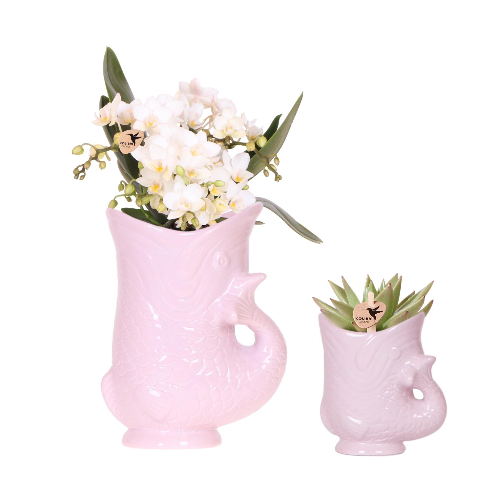 Kolibri-Orchideen | Set aus weißer Nazaré-Orchidee und Sukkulente im rosa Fischtopf – Topfgröße Ø 9 cm & Ø 6 cm | Blühende Zimmerpflanze – frisch vom Züchter