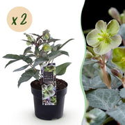 Lenten Rose - Helleborus sternii Silver Dollar - Groene  Bloem -2 Planten- Groenblijvend - Pot 14cm Hoogte 35cm