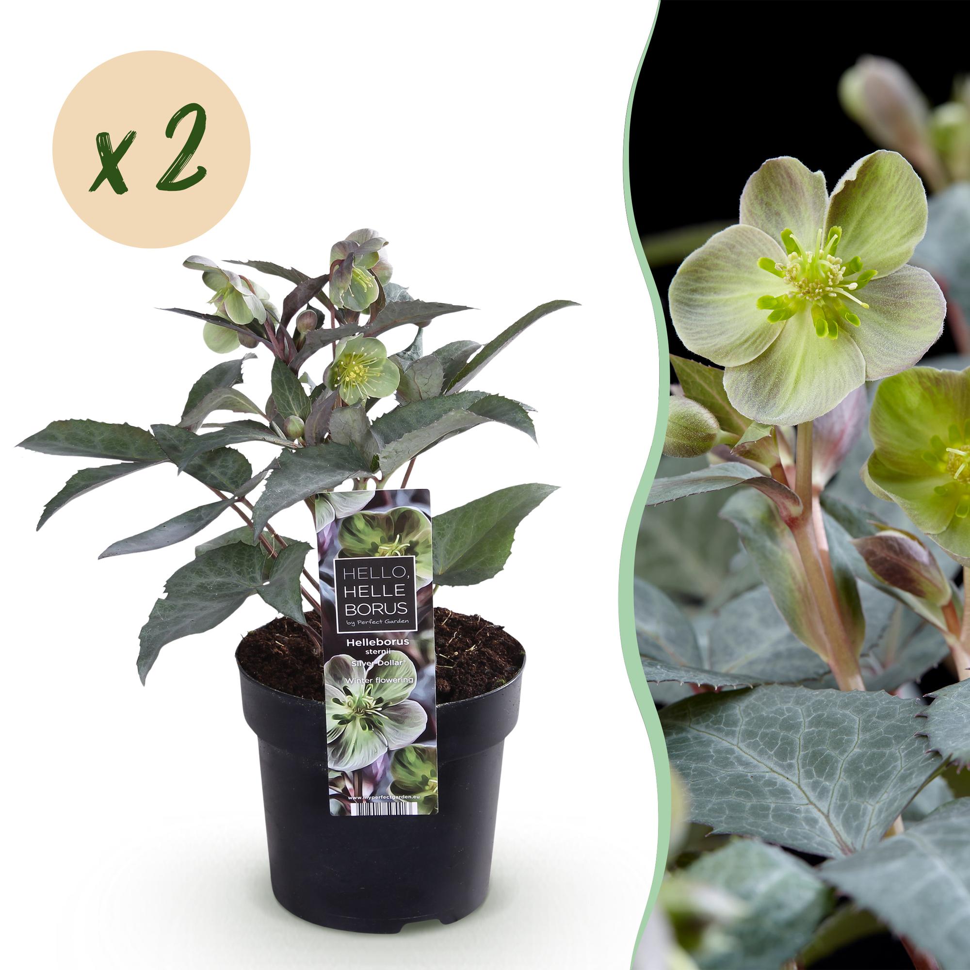 Lenten Rose - Helleborus sternii Silver Dollar - Groene  Bloem -2 Planten- Groenblijvend - Pot 14cm Hoogte 35cm
