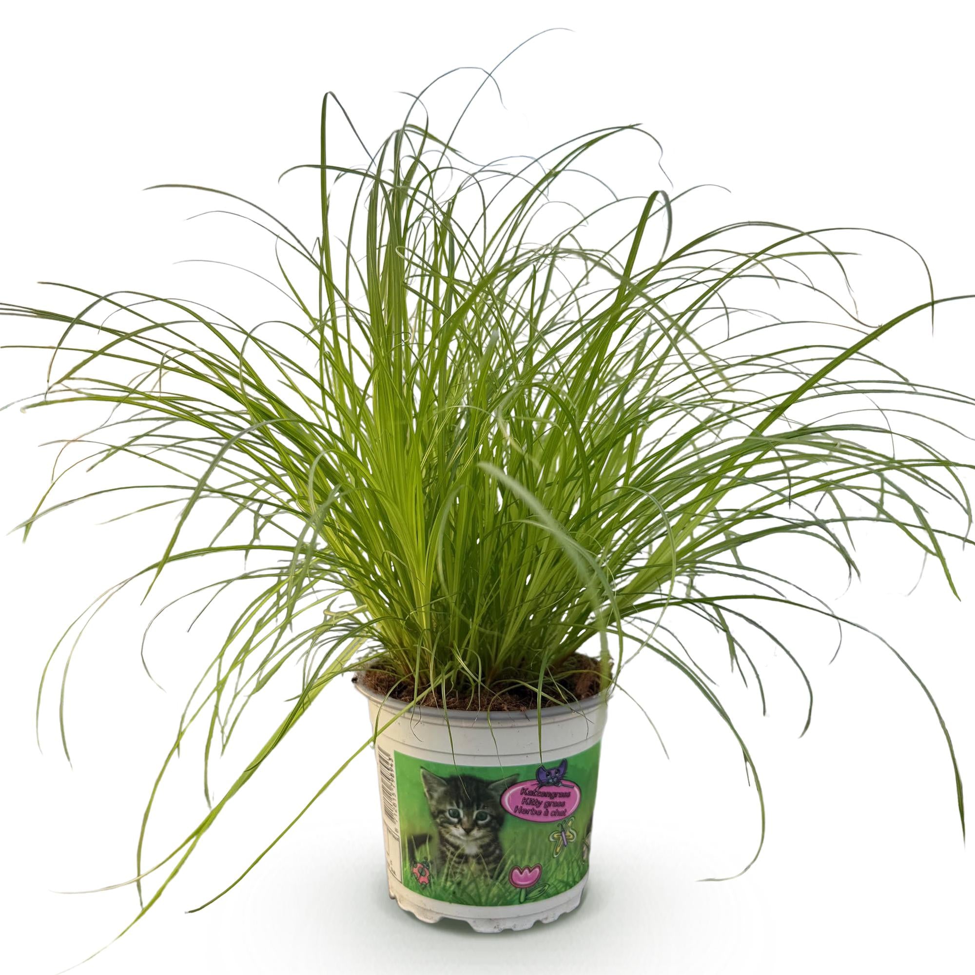 Cyperus alternifolius Zumula - Kattengras - Huisdiervriendelijke Plant - Groen - 1 Plant - Pot 12cm - Hoogte 20cm