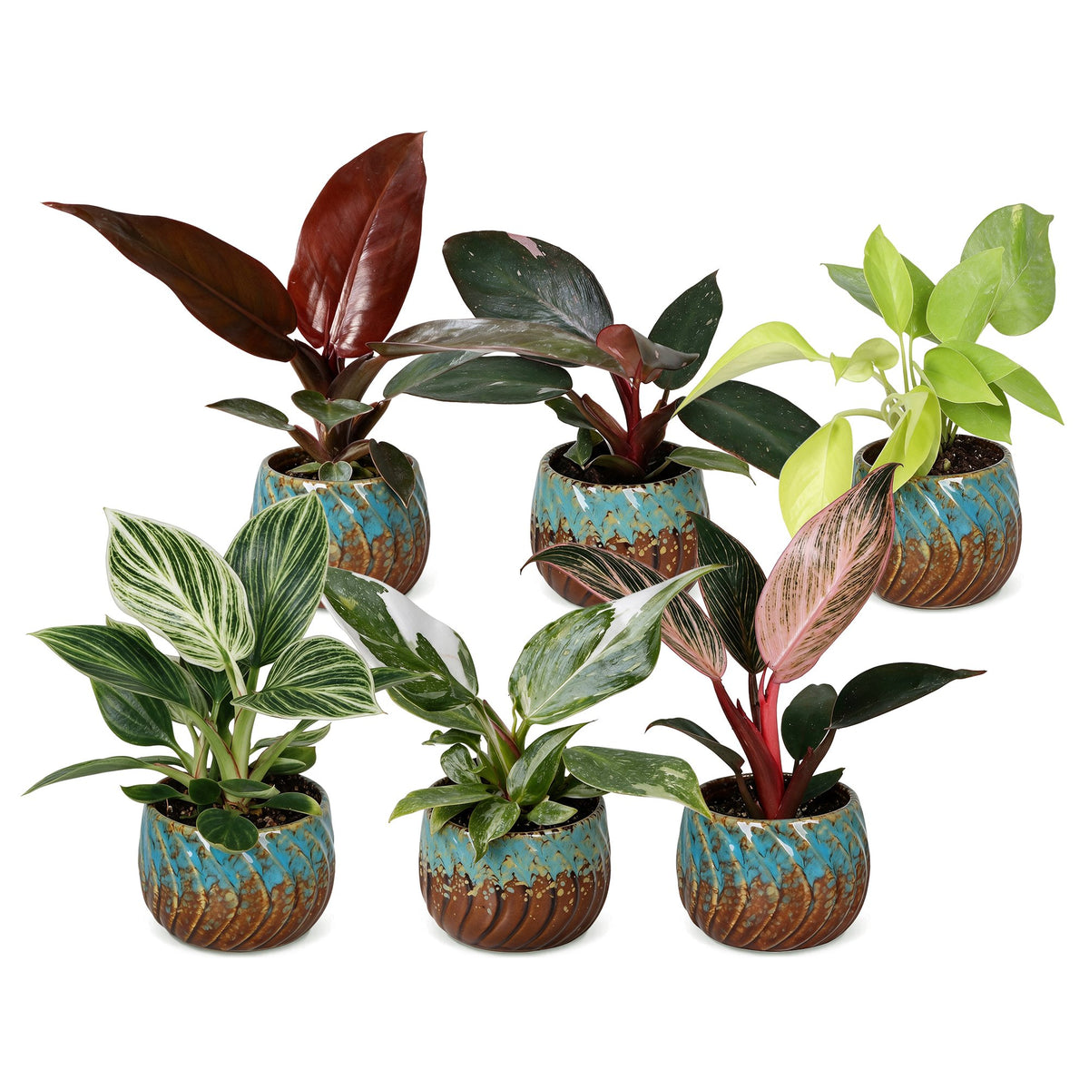 Baby Philodendron Family 6x - Wit - Roze - Geel - Groen - Rood - Tropisch - incl. Copper Reef - Ø6cm - ↕10-15cm