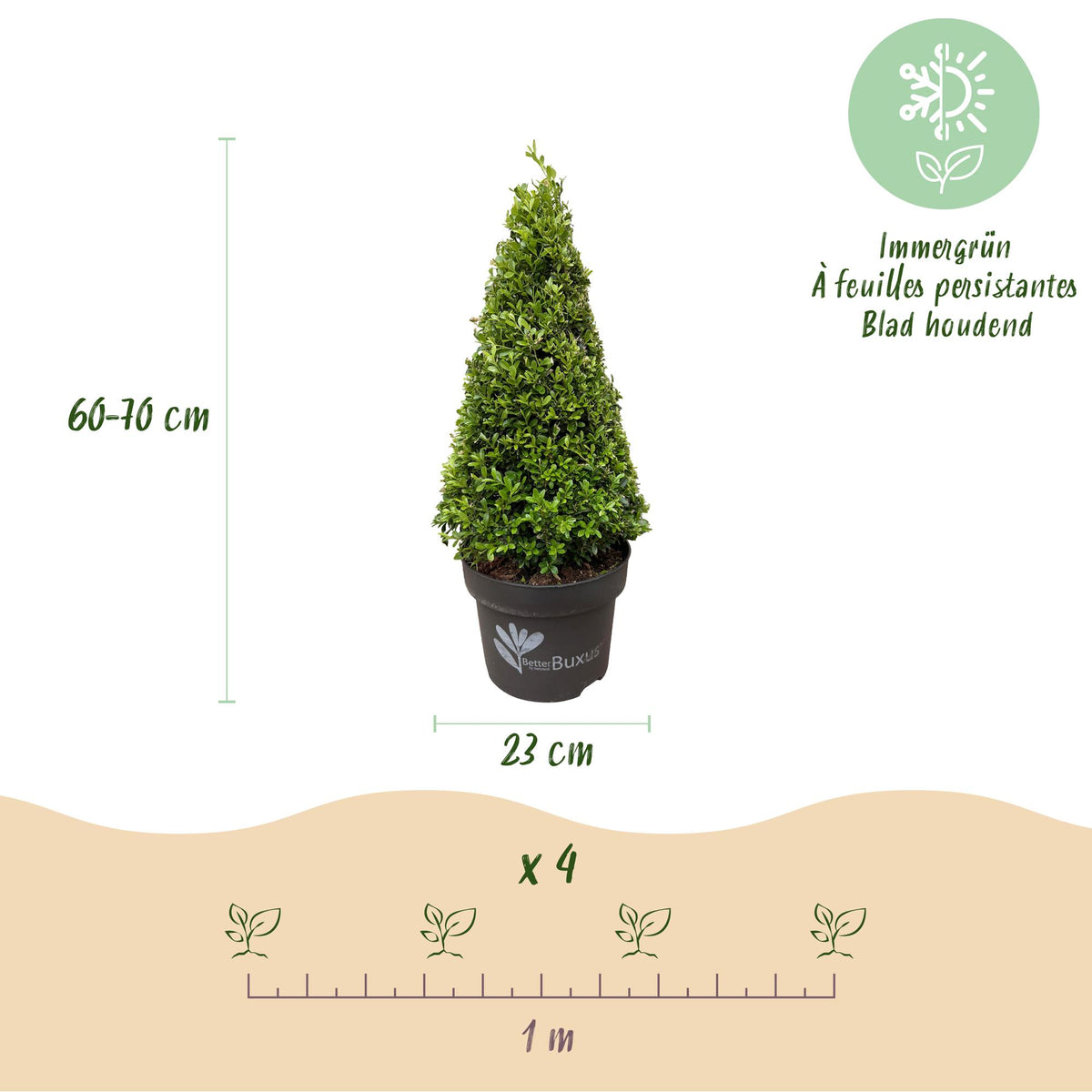 Buxus Pyramide - BetterBuxus Skylight - Resistant tegen de Buxus Schimmel - 2 Planten - Pot 23cm Hoogte 60-70cm