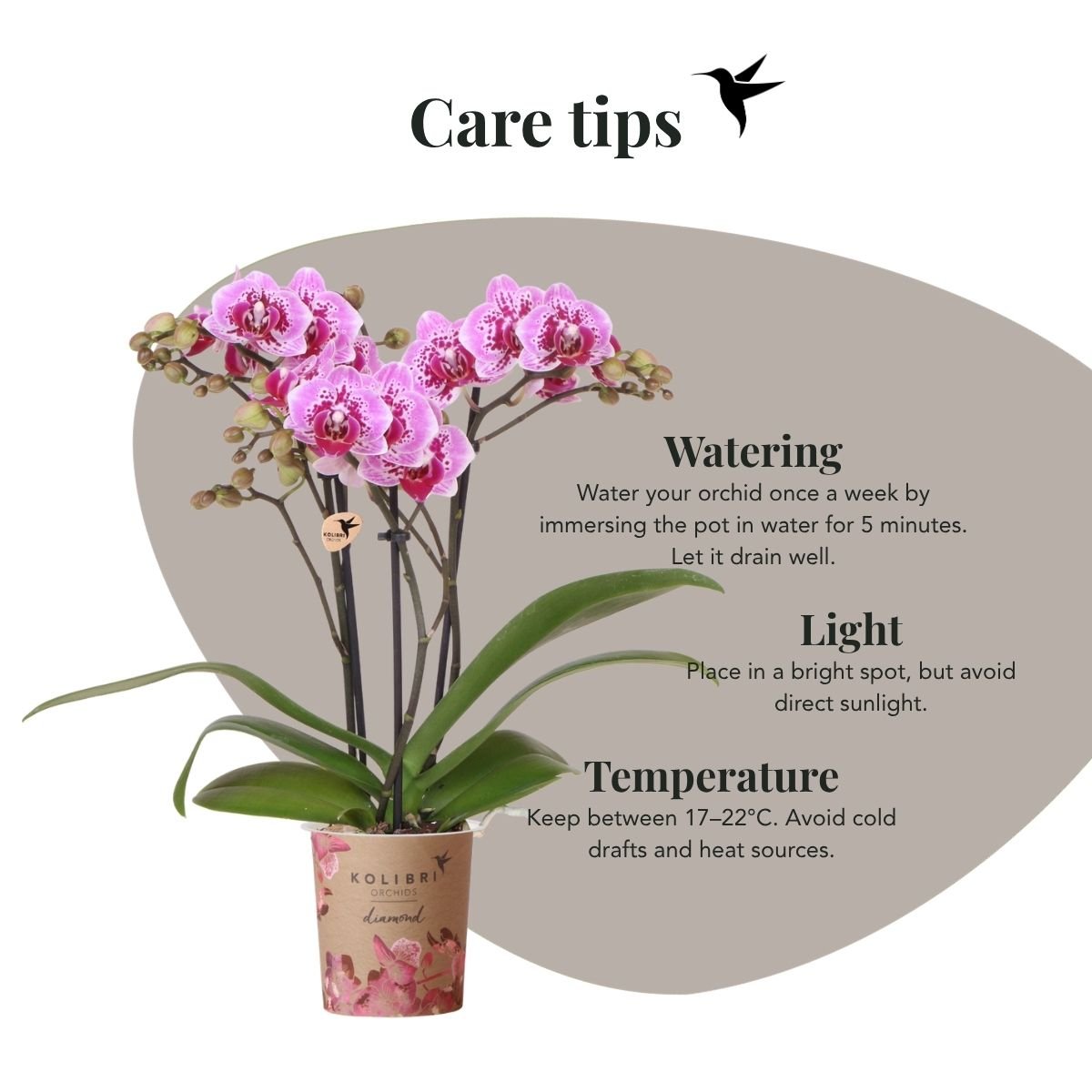 Kolibri Orchids | Combi Deal - 4 Roze-Paarse Phalaenopsis Orchideeën Diamond El Salvador - Ø9 cm