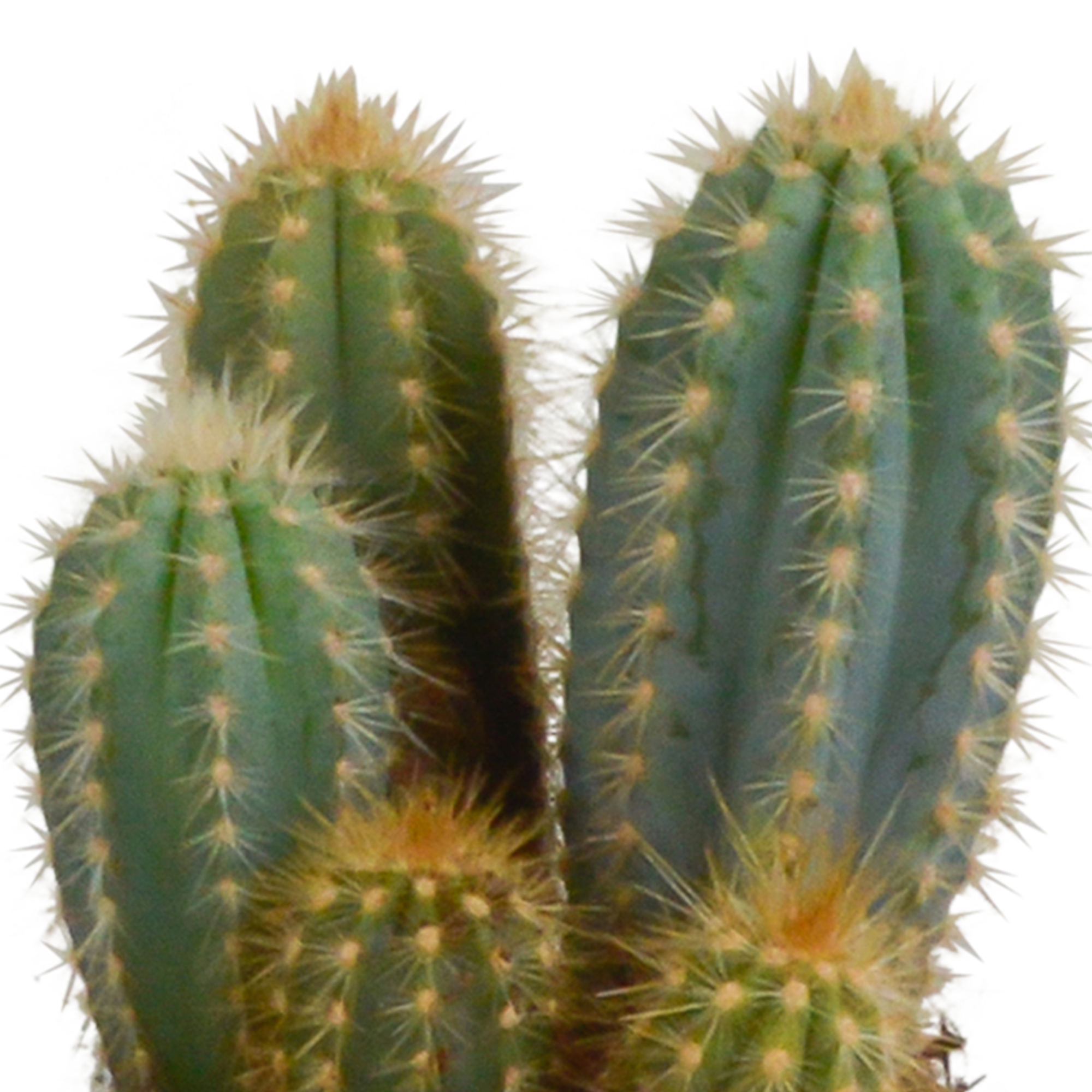 Mélange de cerisiers de 10,5 cm - 3x - en pot blanc