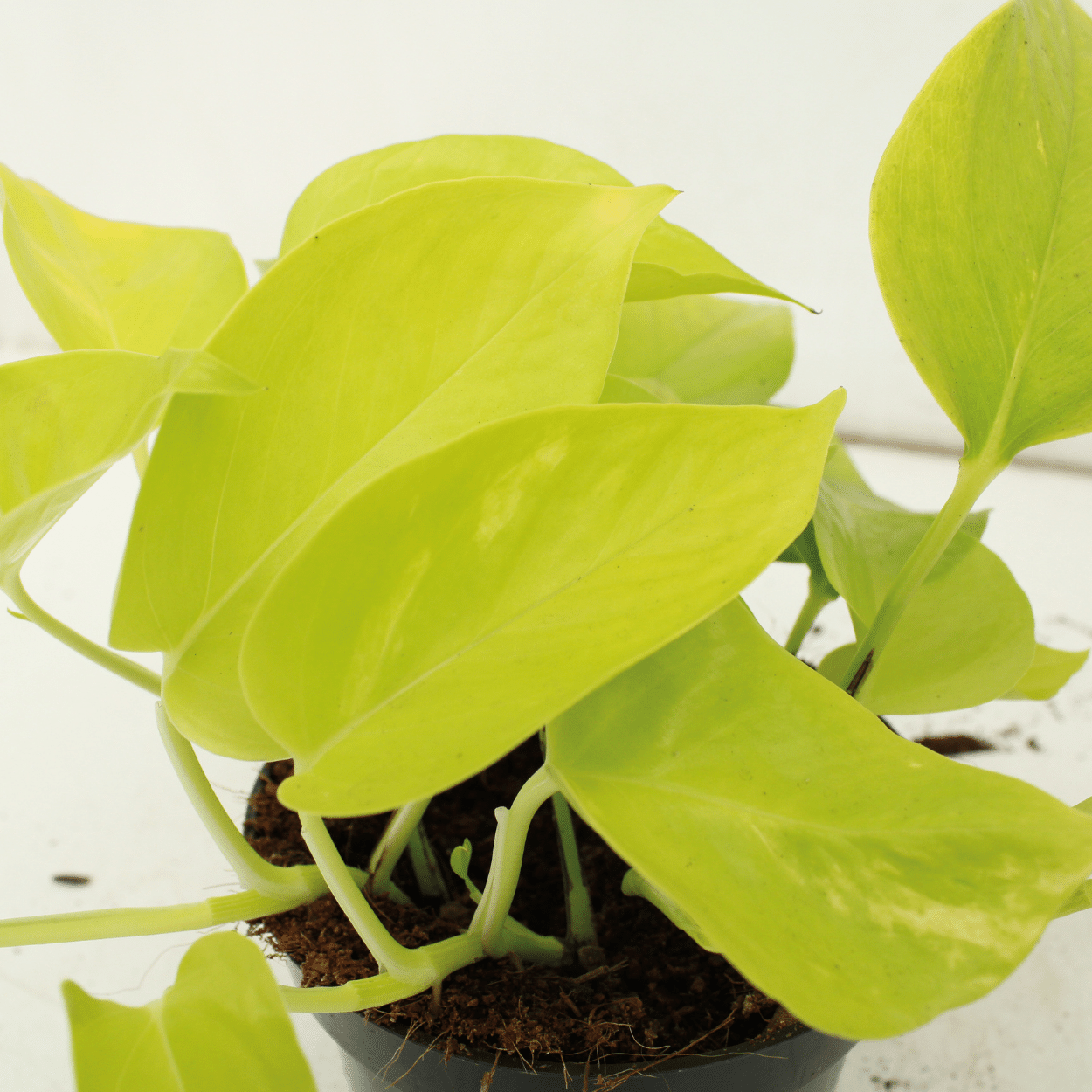 Epipremnum Golden Pothos (Scindapsus) - 4 pièces - Ø12cm - ↕15cm