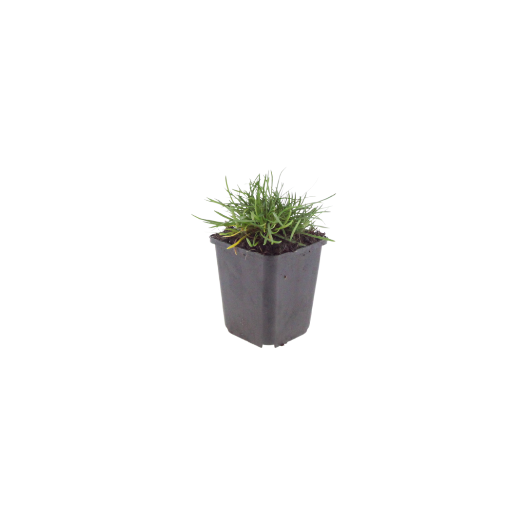 12x Armeria m. 'Splendens' - ↕10-25cm - Ø9cm