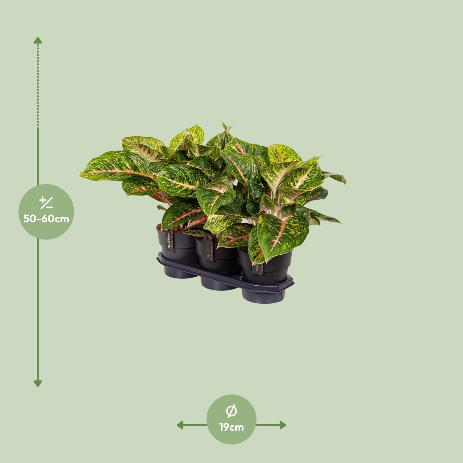 Aglaonema Frühlingsrot - Ø 19 cm - ↕ 60 cm