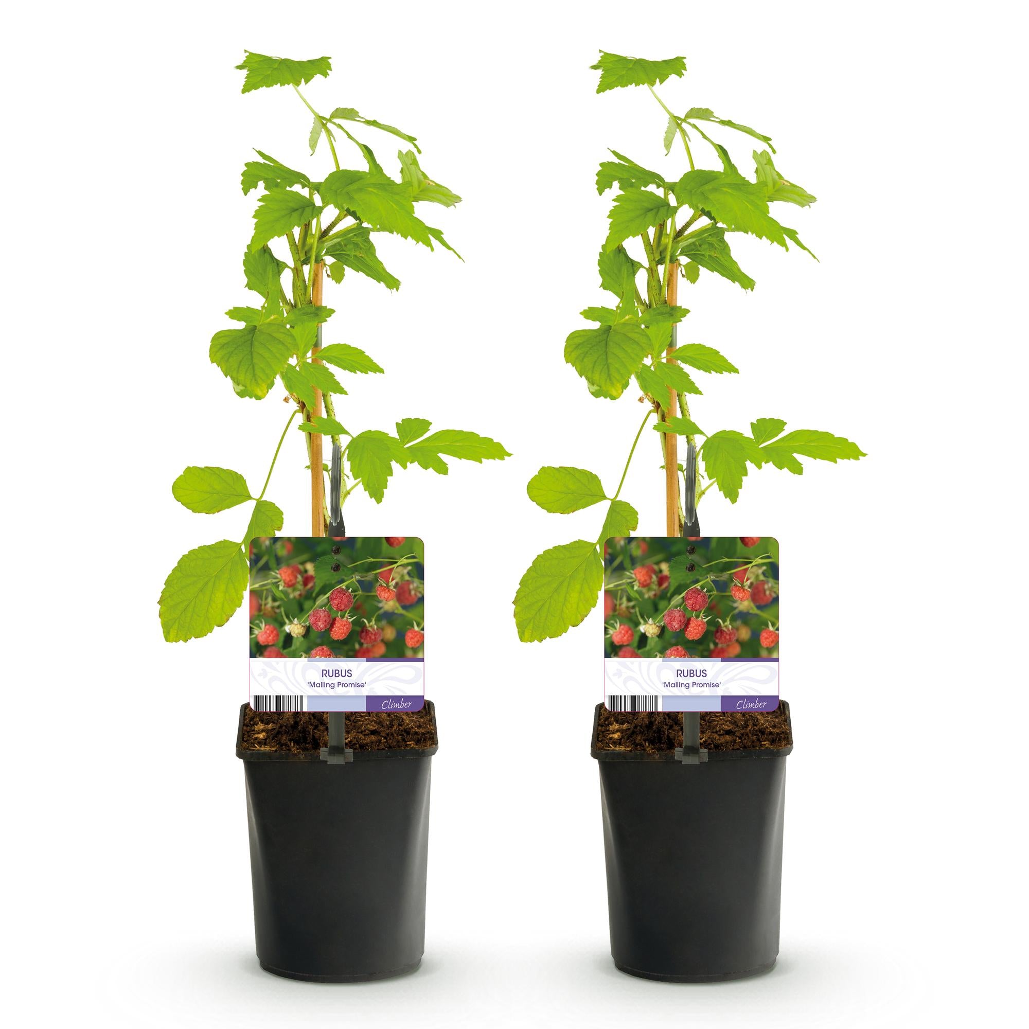 Green boutiQ - Pianta da frutto - Lampone - Rubus Mailing Promise - Lampone rosso - 2 piante - Vaso 11 cm Altezza 40 cm