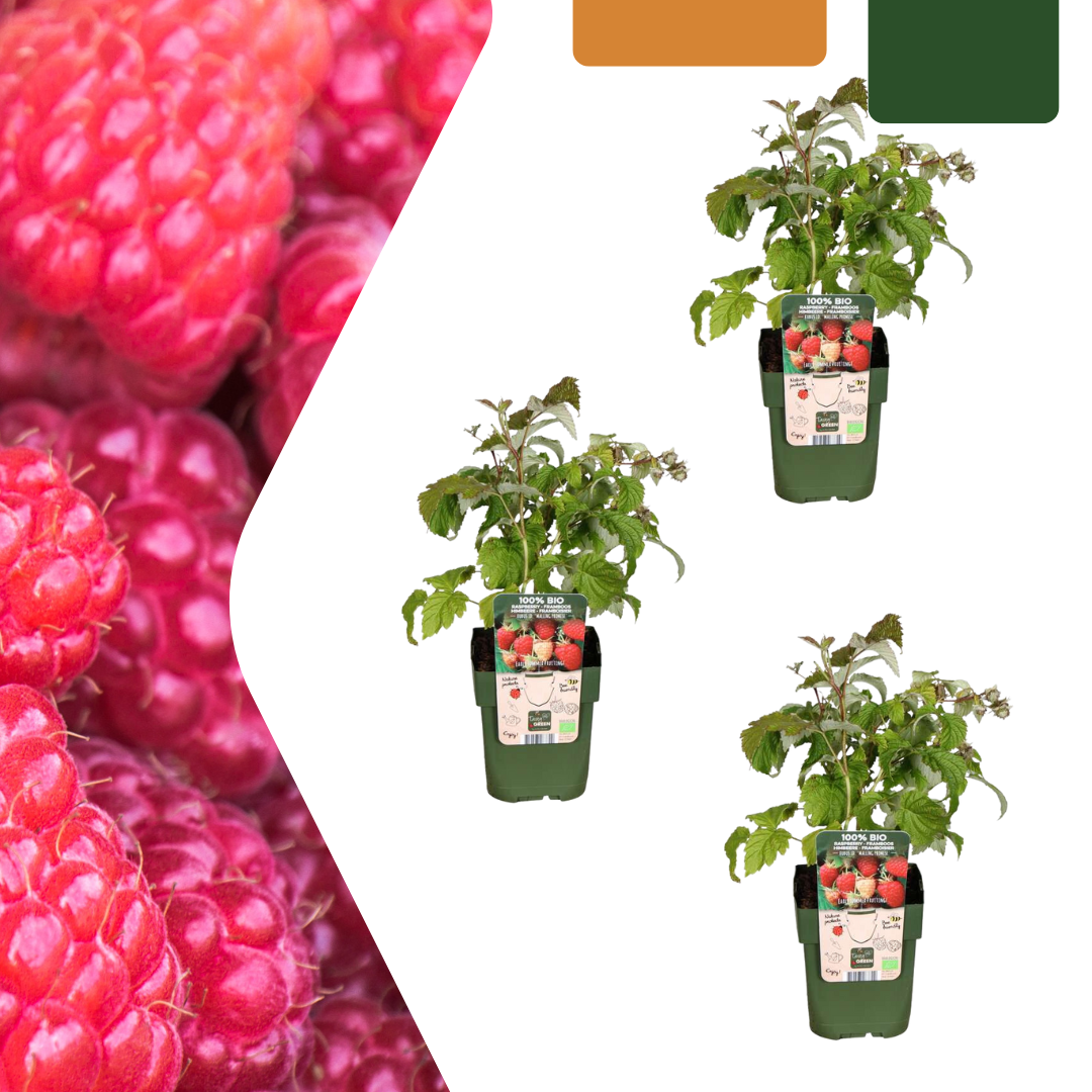 3 plants de framboisiers bio - Ø 13 cm - ↨ 20 cm