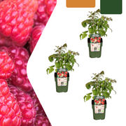3 plants de framboisiers bio - Ø 13 cm - ↨ 20 cm