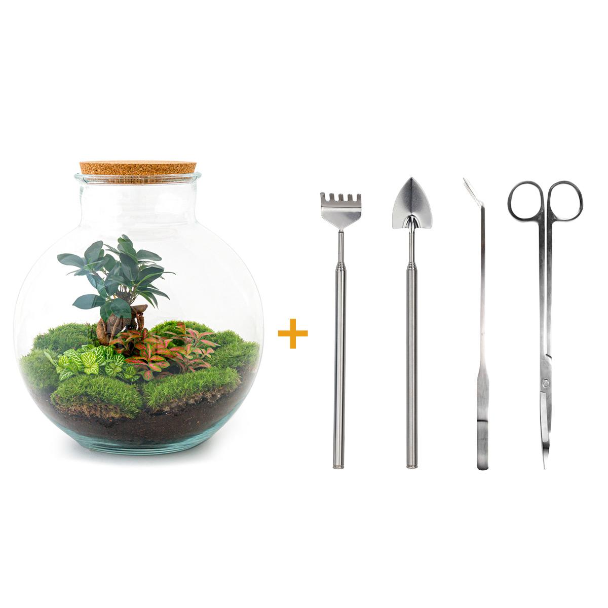 DIY-Terrarium – Bolder Bob Bonsai – ↕ 30 cm – Rechen + Schaufel + Pinzette + Schere