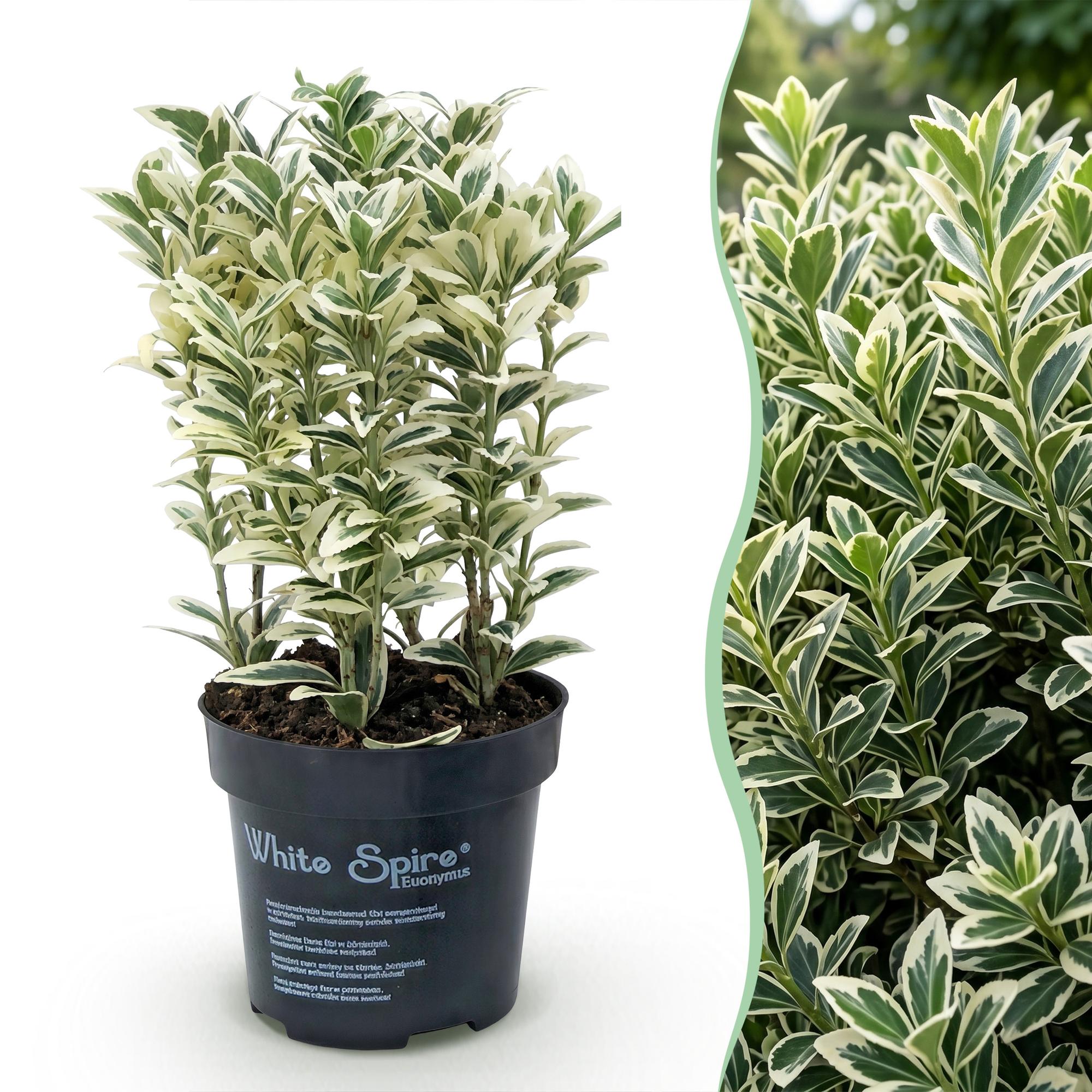 Euonymus japonicus White Spire - 40x Kardinaalsmuts - Haagplanten - Groenblijvend - Wit - Groen - Pot 9cm - Hoogte 20-30cm