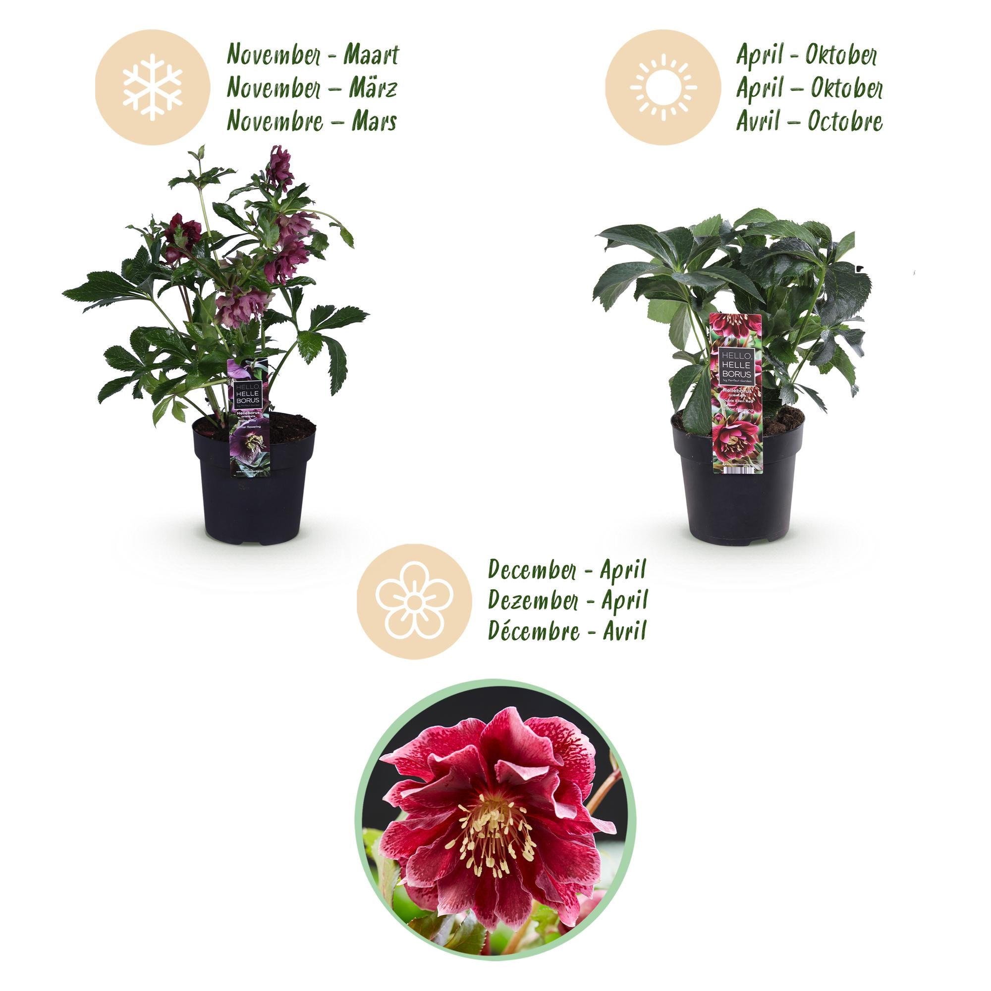 Lenten Rose - Helleborus orientalis Double Ellen Red - Rode Bloem -1 Plant - Groenblijvend - Pot 14cm Hoogte 35cm