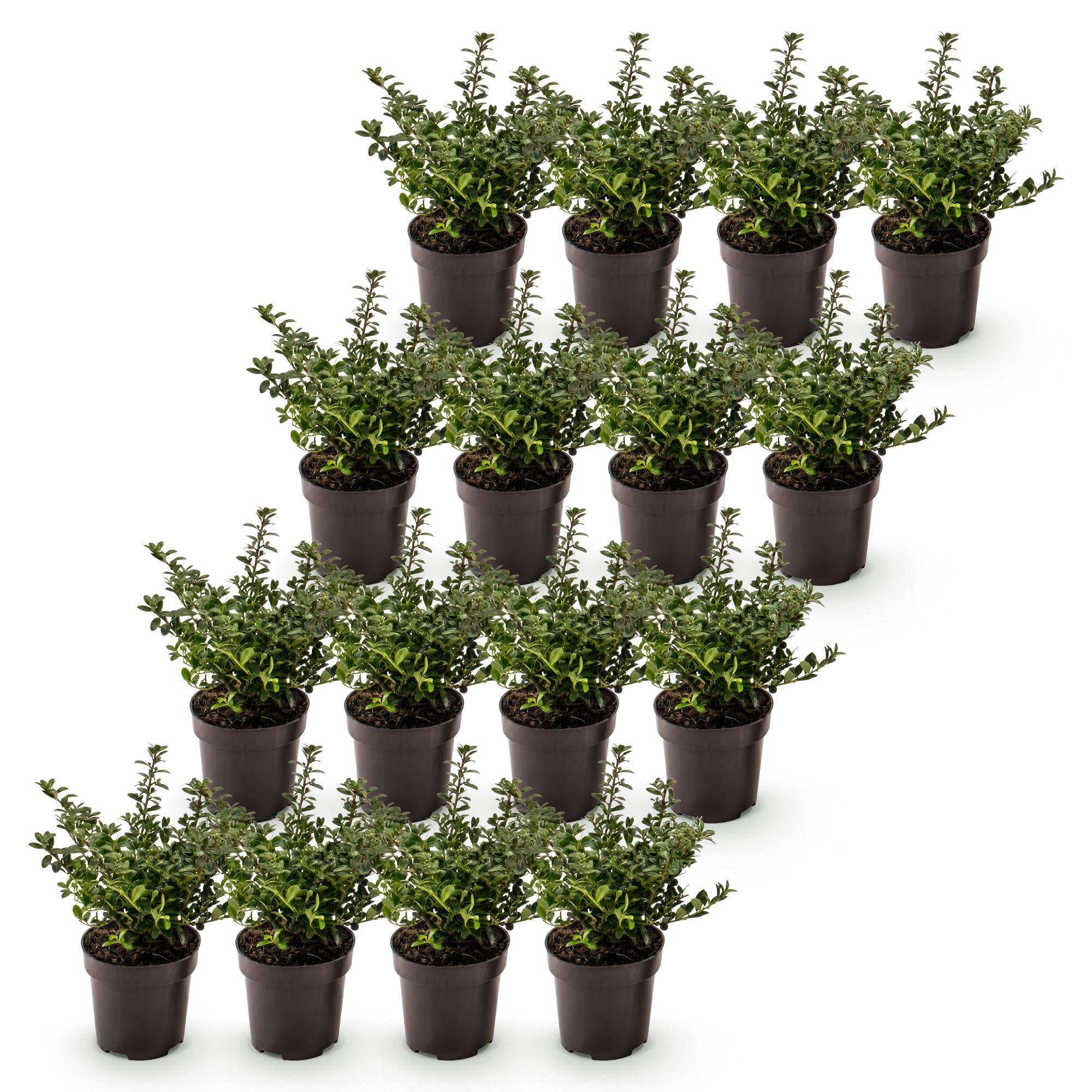Ilex crenata Stokes - Japanse Hulst 16x - Haagplanten - Groenblijvend - Groen - Pot 9cm - Hoogte 20-30cm