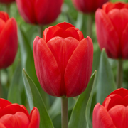 120x Tulipa Triumph Red - Cebule kwiatowe - Tulipan Triumph - Czerwony - Kwitnący wiosną - Rozmiar cebuli 11/12