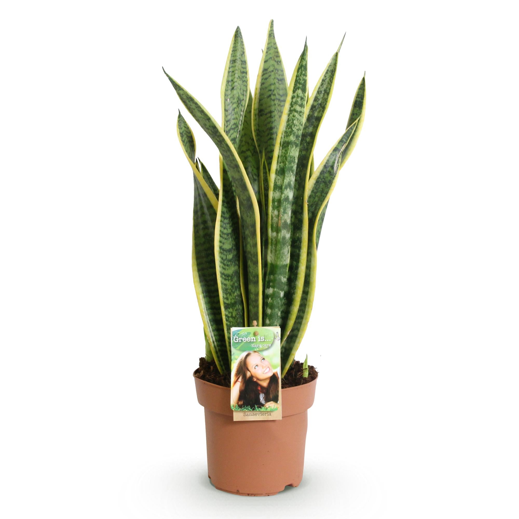 Sansevieria Laurentii - Vrouwentong - Weinig onderhoud - Groen - 1 Plant - Pot 17cm - Hoogte 60-70cm