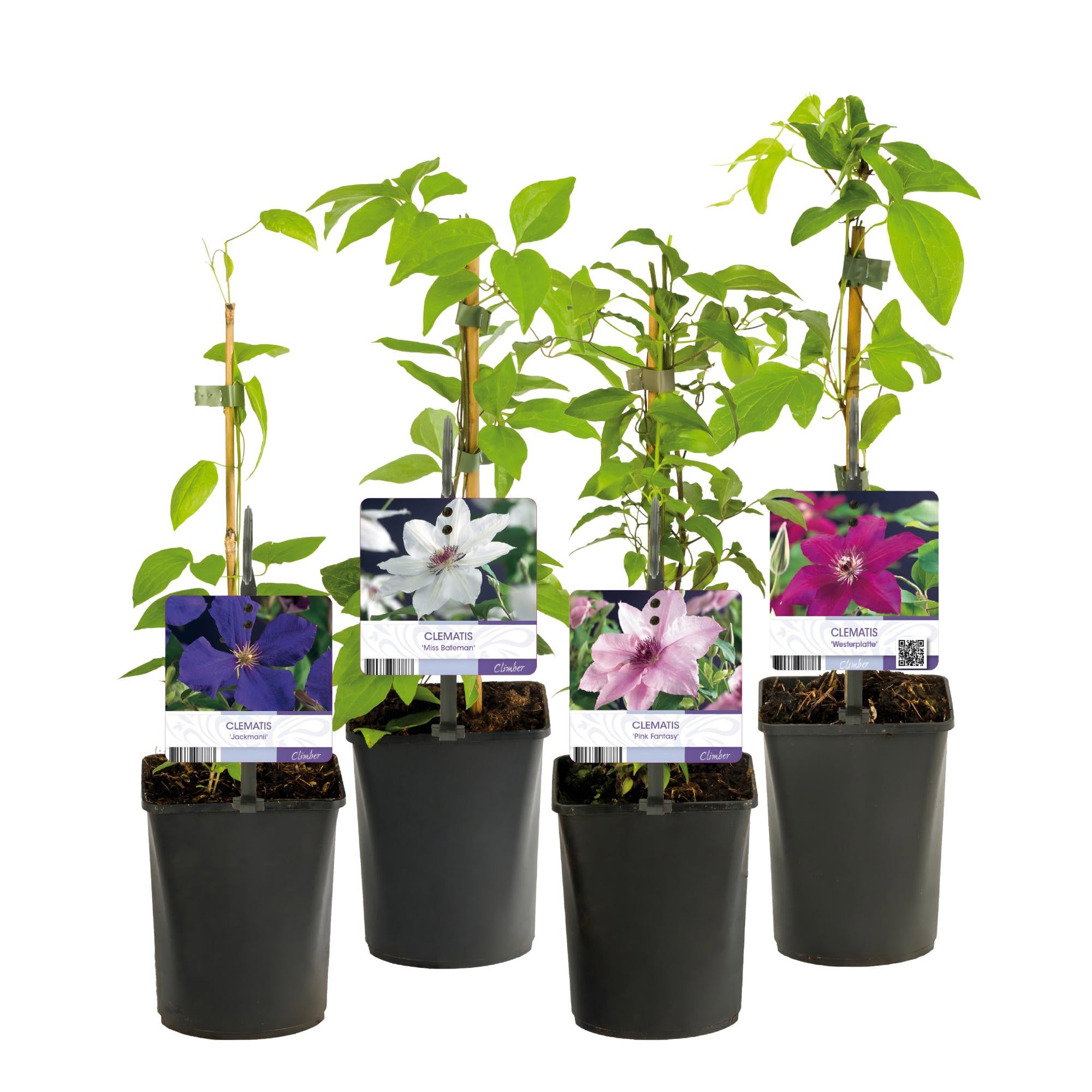 Clematis Rainbow - Bloem Roze Wit Paars Rood - Weinig onderhoud - 4 planten - Pot 11cm Hoogte 40cm