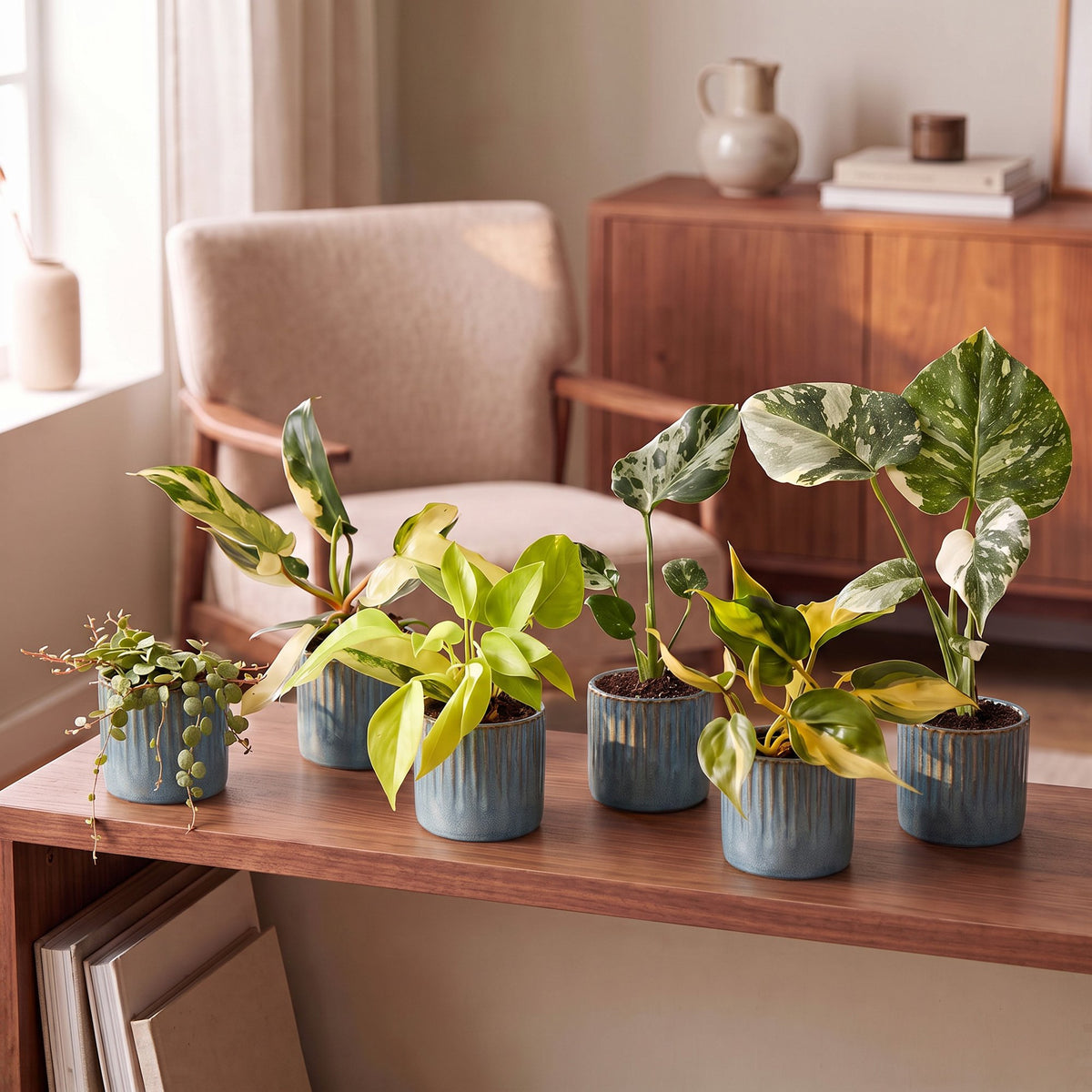 Baby Planten Tropical Mix - Diversen 6x - Tropisch - incl. Linnea Misty Blue - Ø6cm - ↕10-15cm