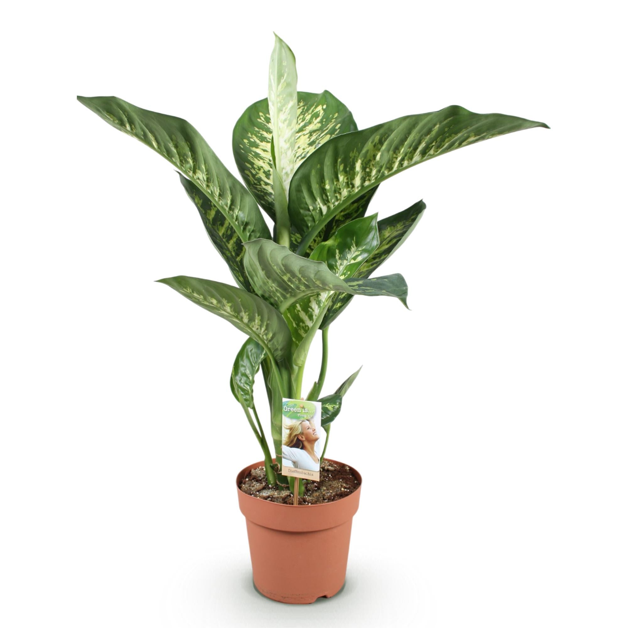Diefenbachia Tropic Snow - Weinig onderhoud - Groen - 1 Plant - Pot 21cm - Hoogte 90-100cm