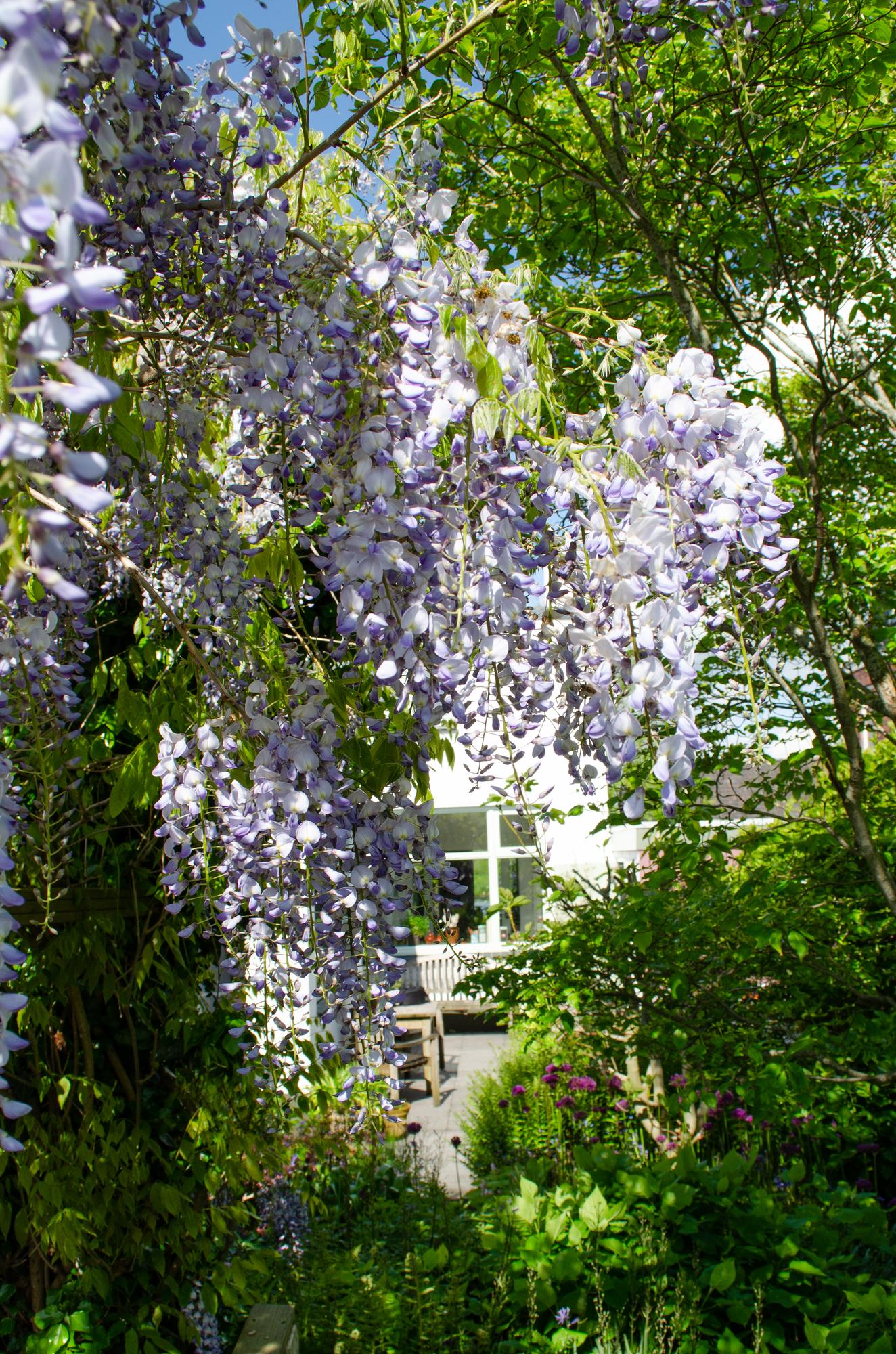 Glicina sinensis Caroline - Purple Rain - Ø15cm - ↕65cm