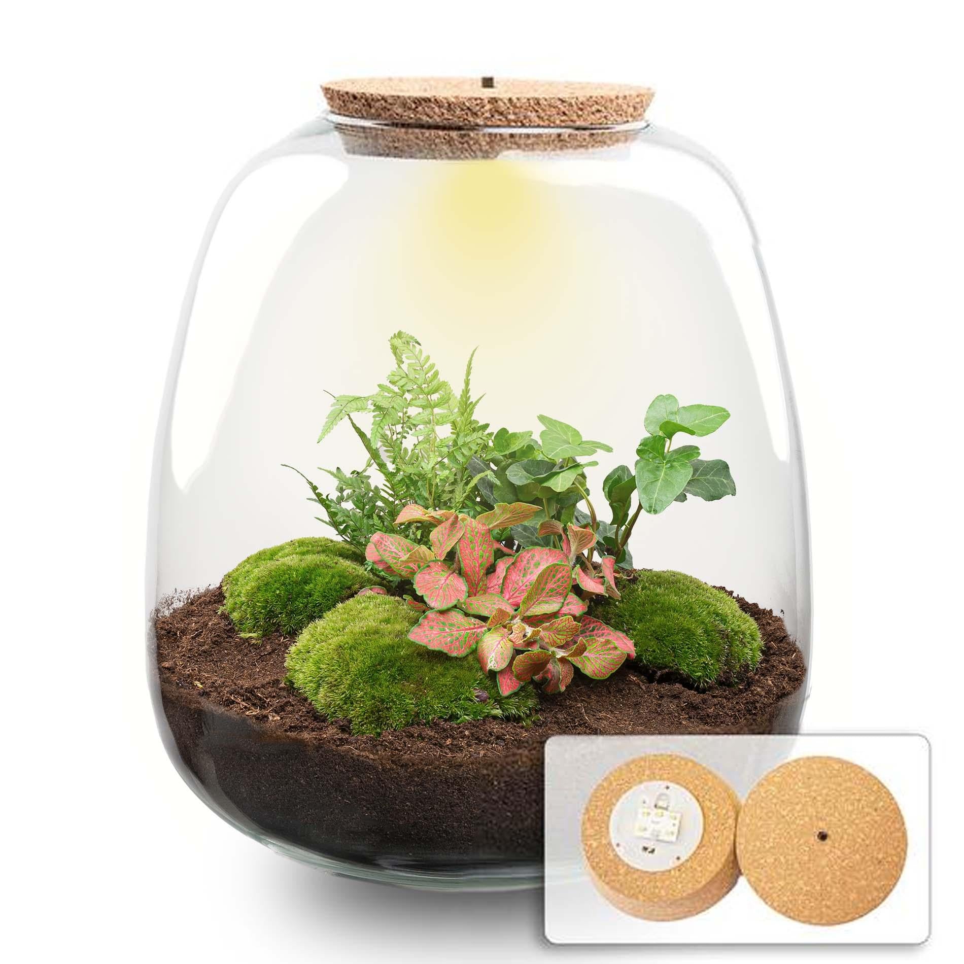Pflanzenterrarium - Emma - Bausatz - ↑ 25 cm - Ø 23 cm - Hedera Red