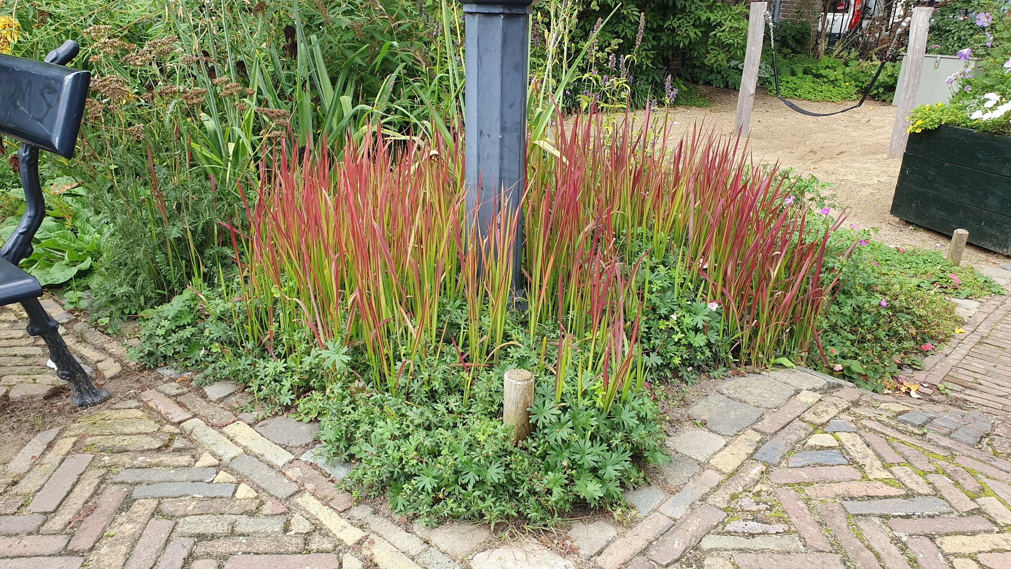 6x Imperata cylindrica 'Red Baron' - ↕10-25cm - Ø9cm