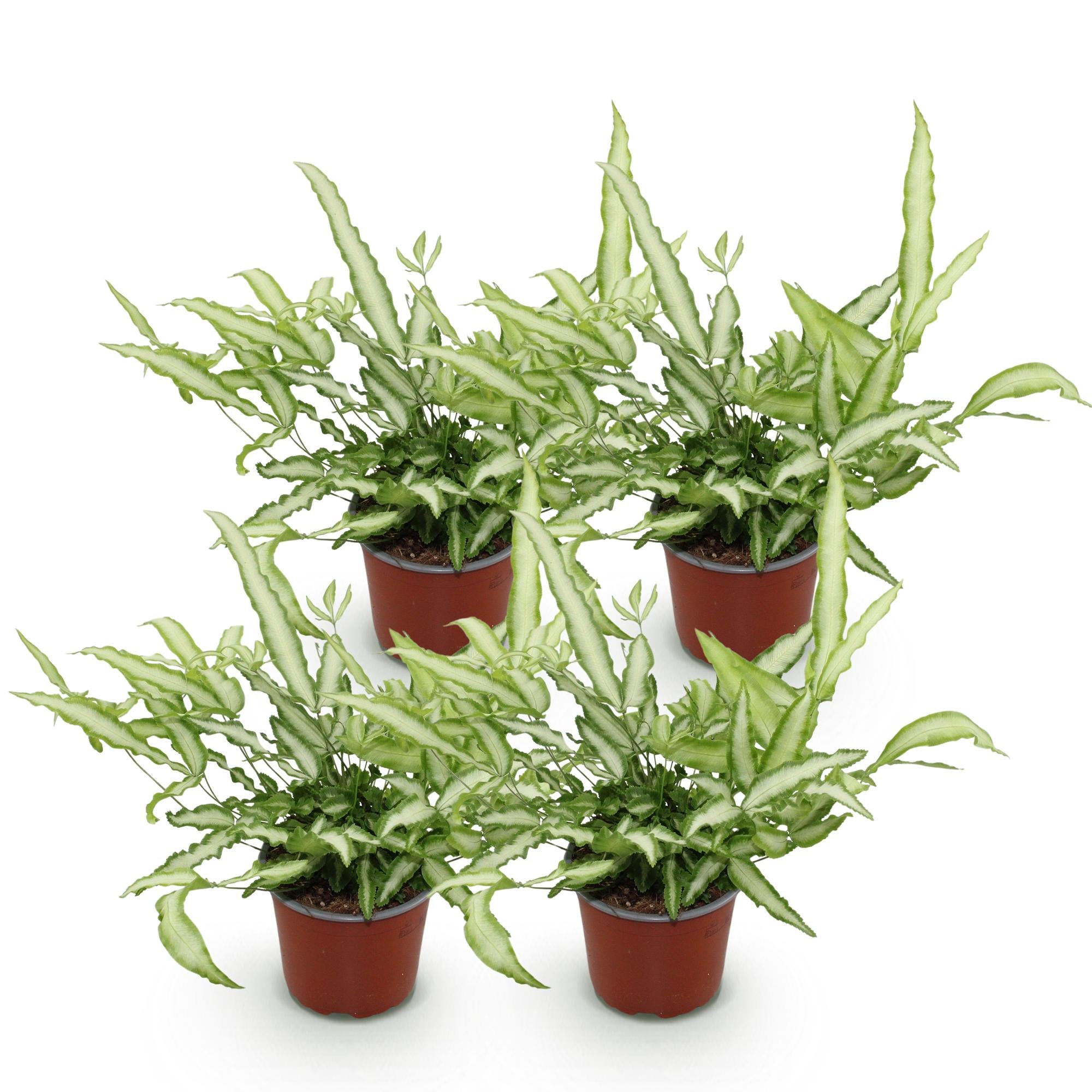 Pteris cretica Albolineata - Lintvaren - Huisdiervriendelijk - Bont - 4 Planten - Pot 12cm - Hoogte 28-30cm