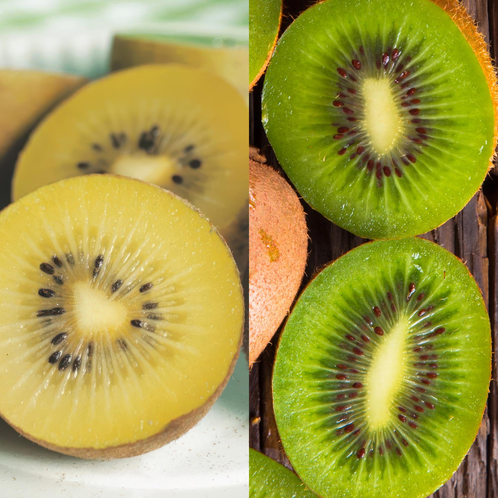 Groene & Gele Kiwi - Actinidia deliciosa Jenny & Golden Kiwi  - 2 planten  - Pot 15cm Hoogte 50cm