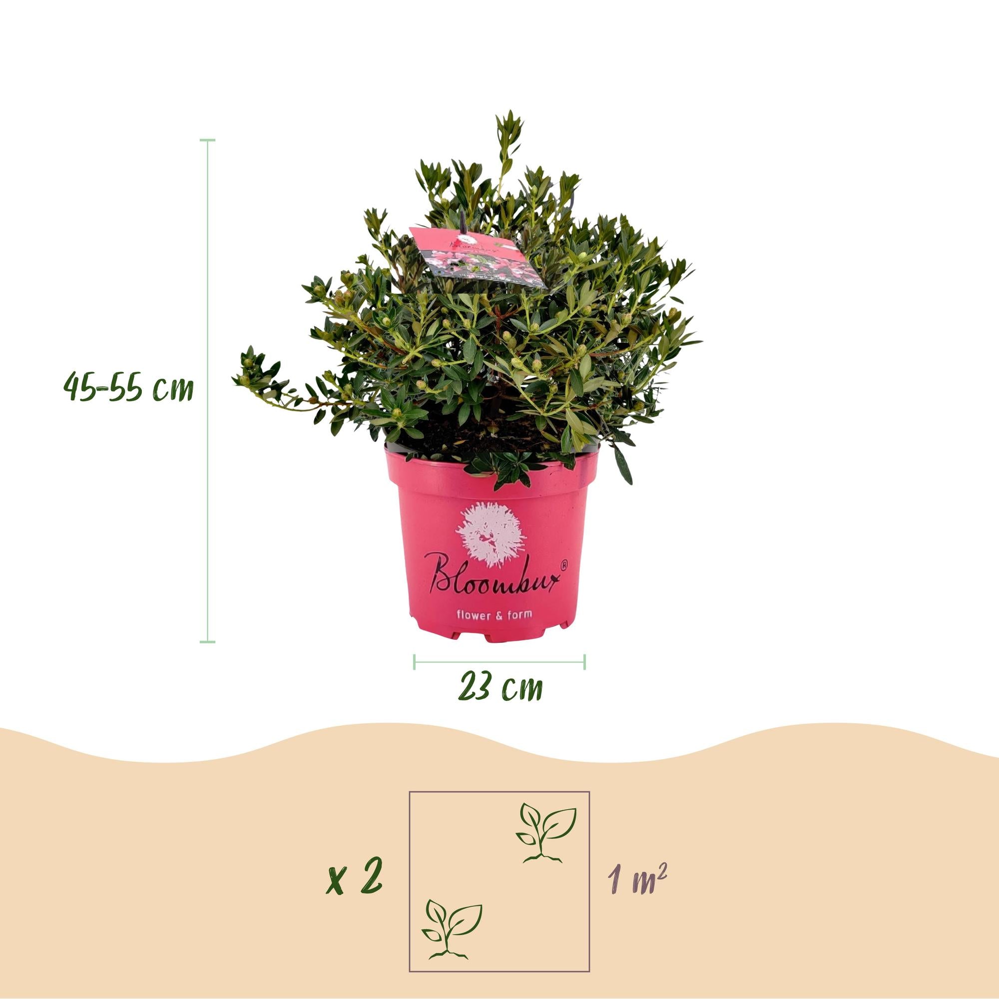 Dwerg Rhododendron - Rhododendron Bloombux Magenta - Bloeiende Buxus - Weinig Onderhoud - Roze Bloem - 1 Plant - Pot 23cm - Hoogte 45-55cm
