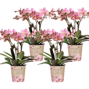 Kolibri Orchids | OFERTA COMBINADA de 4 orquídeas Phalaenopsis - Treviso - maceta de 12 cm de diámetro | planta de interior con flor - recién cultivada