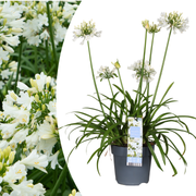 Agapanthus 'Everwhite'  23cm