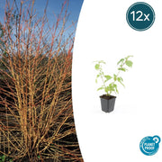 12x Cornus sang. 'Anny's Winter Orange' - ↕10-25cm - Ø9cm