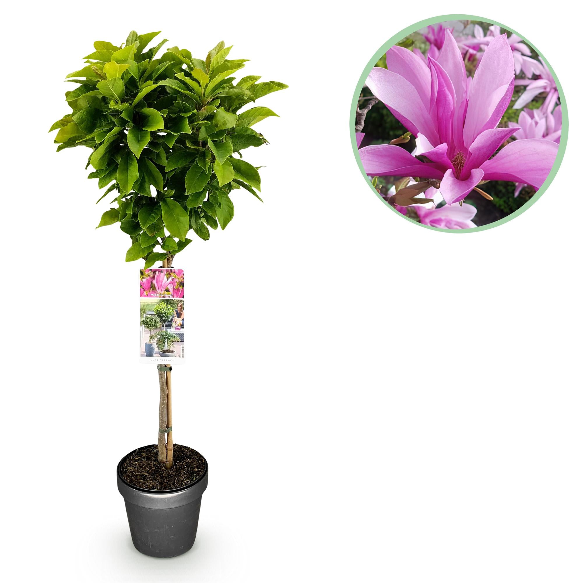 Magnolia Susan - Terras Plant - Bladverliezend - Winterhard - Roze Bloem - Pot 19cm Hoogte 90cm